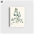 アートメモ帳-Chenopodium olidum
 - 薬用植物学 Memo.
