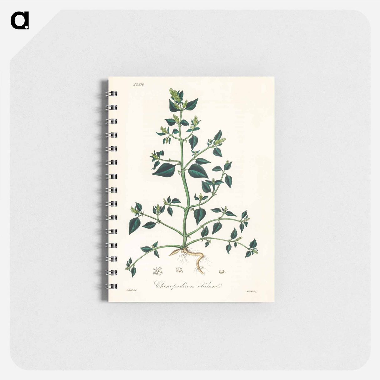 アートメモ帳-Chenopodium olidum
 - 薬用植物学 Memo.
