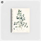 アートメモ帳-Chenopodium olidum
 - 薬用植物学 Memo.