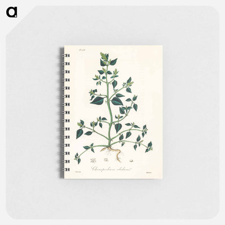 アートメモ帳-Chenopodium olidum
 - 薬用植物学 Memo.