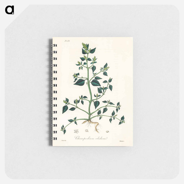 アートメモ帳-Chenopodium olidum
 - 薬用植物学 Memo.