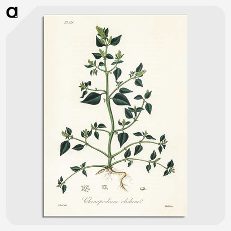 1-67_Medical-Botany_picture-crop