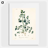 アートポスター-Chenopodium olidum
 - 薬用植物学 Poster.