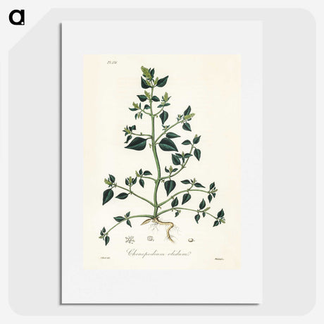 1-67_Medical-Botany_picture