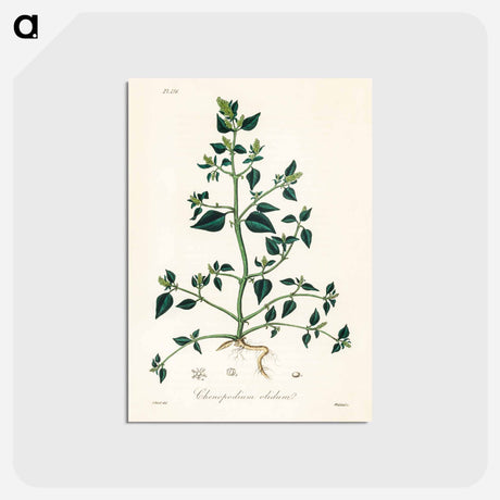 アートポストカード-Chenopodium olidum
 - 薬用植物学 Postcard.