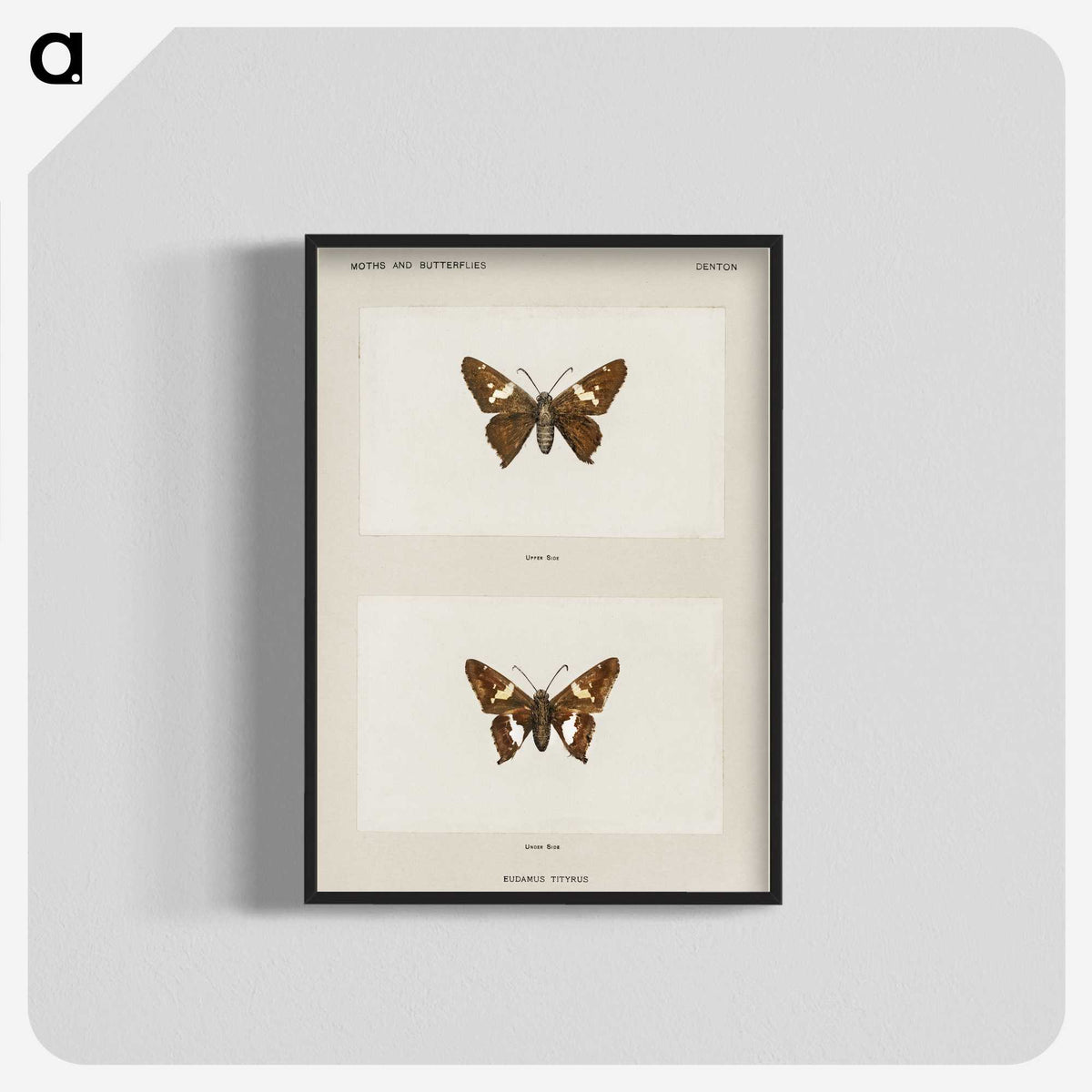 1-67_Moths-and-Butterflies-of-the-United-States_blk-crop