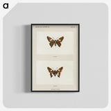 1-67_Moths-and-Butterflies-of-the-United-States_blk-crop
