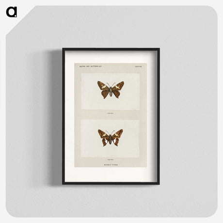 1-67_Moths-and-Butterflies-of-the-United-States_blk
