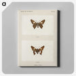 1-67_Moths-and-Butterflies-of-the-United-States_canvas