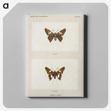 1-67_Moths-and-Butterflies-of-the-United-States_canvas