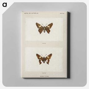 1-67_Moths-and-Butterflies-of-the-United-States_canvas