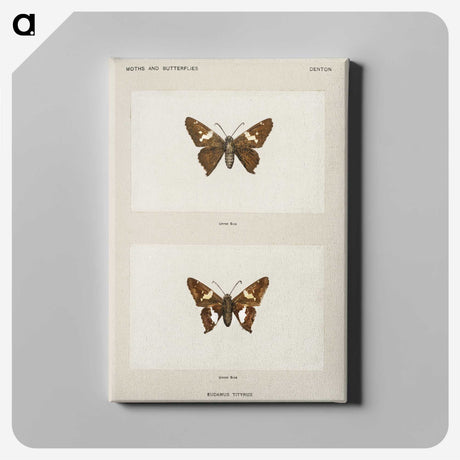 1-67_Moths-and-Butterflies-of-the-United-States_canvas