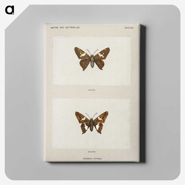 1-67_Moths-and-Butterflies-of-the-United-States_canvas