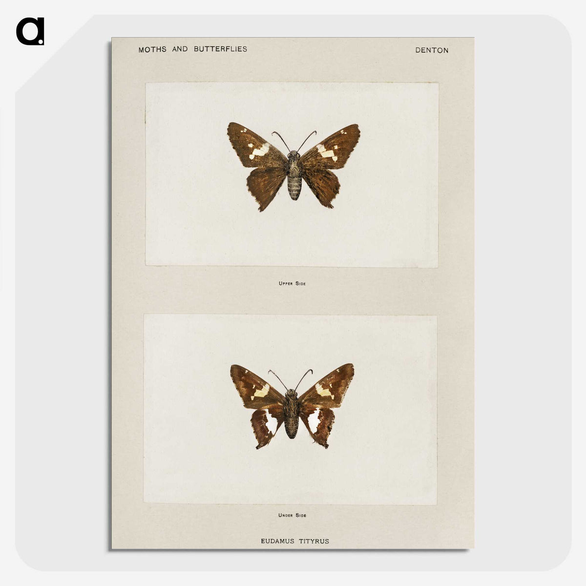 1-67_Moths-and-Butterflies-of-the-United-States_picture-crop