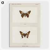 1-67_Moths-and-Butterflies-of-the-United-States_picture-crop