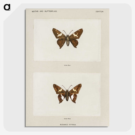 1-67_Moths-and-Butterflies-of-the-United-States_picture-crop