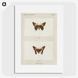 1-67_Moths-and-Butterflies-of-the-United-States_picture