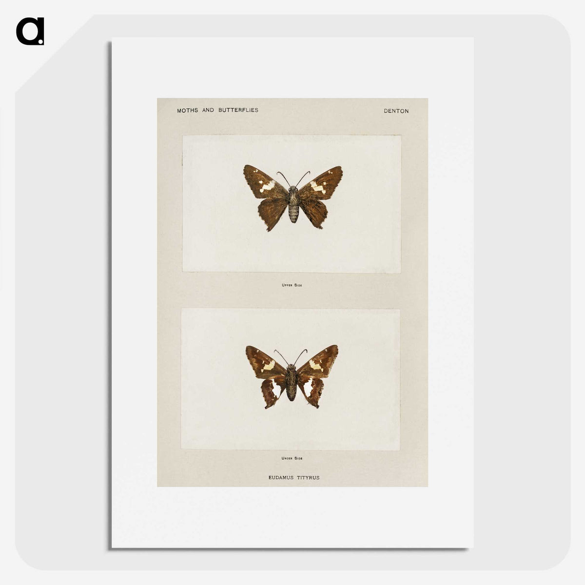 1-67_Moths-and-Butterflies-of-the-United-States_picture