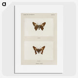1-67_Moths-and-Butterflies-of-the-United-States_picture