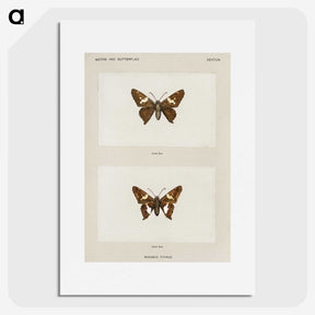 1-67_Moths-and-Butterflies-of-the-United-States_picture