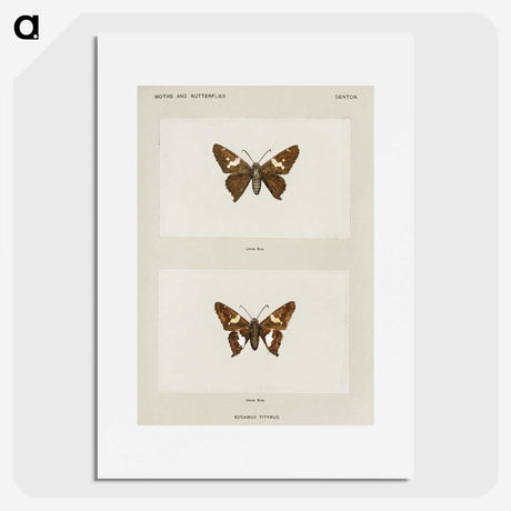 1-67_Moths-and-Butterflies-of-the-United-States_picture