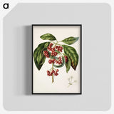 1-67_Native-Flowering-Plants-of-New-Zealand_blk-crop