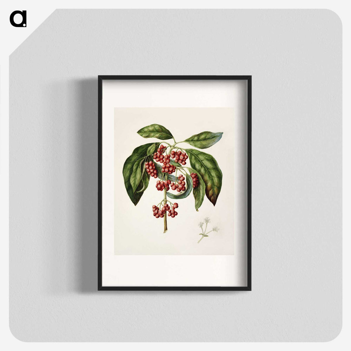 1-67_Native-Flowering-Plants-of-New-Zealand_blk