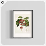 1-67_Native-Flowering-Plants-of-New-Zealand_blk