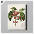 1-67_Native-Flowering-Plants-of-New-Zealand_canvas