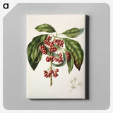 1-67_Native-Flowering-Plants-of-New-Zealand_canvas