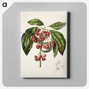 1-67_Native-Flowering-Plants-of-New-Zealand_canvas