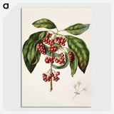1-67_Native-Flowering-Plants-of-New-Zealand_picture-crop
