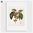1-67_Native-Flowering-Plants-of-New-Zealand_picture