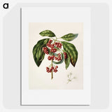 1-67_Native-Flowering-Plants-of-New-Zealand_picture