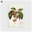 1-67_Native-Flowering-Plants-of-New-Zealand_postcard