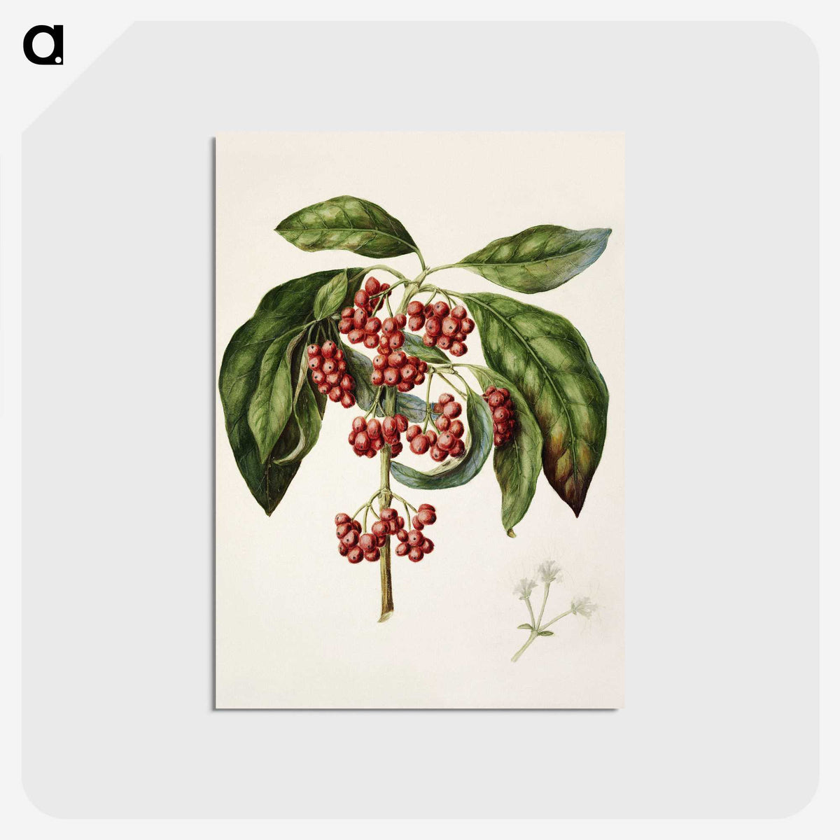 1-67_Native-Flowering-Plants-of-New-Zealand_postcard