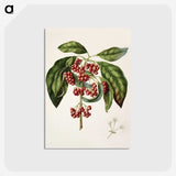 1-67_Native-Flowering-Plants-of-New-Zealand_postcard