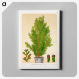 1-67_Nederlandsche-Flora-en-Pomona_canvas
