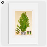 1-67_Nederlandsche-Flora-en-Pomona_picture