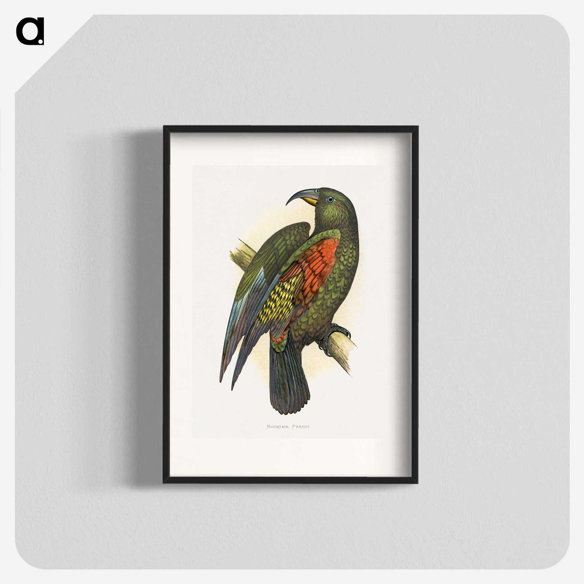 1-67_Parrots-in-Captivity_blk