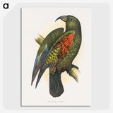 1-67_Parrots-in-Captivity_picture-crop