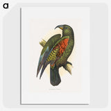 1-67_Parrots-in-Captivity_picture