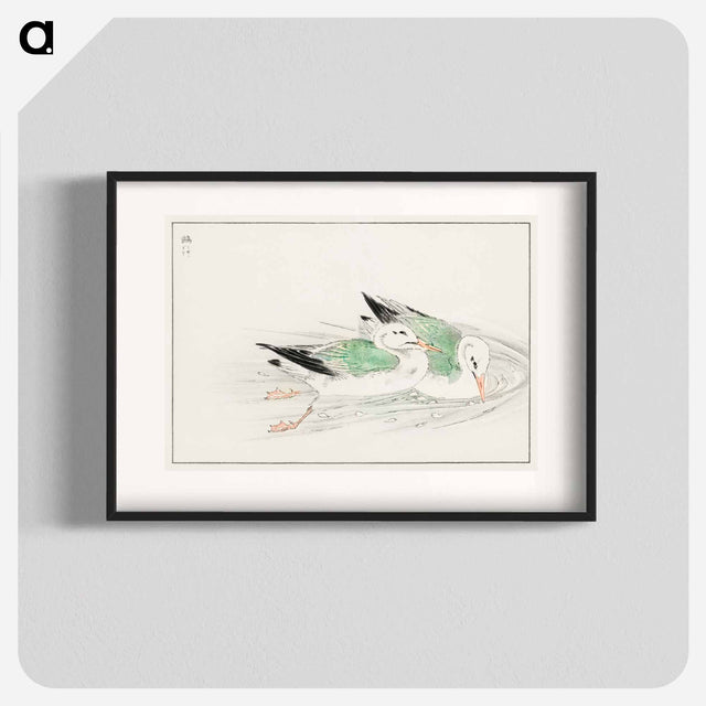 アートポスター-Gull
 - 鳥類図鑑 Poster.