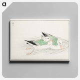 アートパネル-Gull
 - 鳥類図鑑 Canvas.