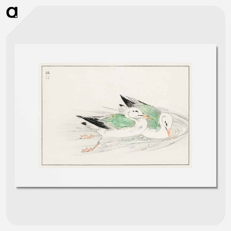 アートポスター-Gull
 - 鳥類図鑑 Poster.