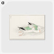 アートポストカード-Gull
 - 鳥類図鑑 Postcard.