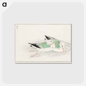 アートポストカード-Gull
 - 鳥類図鑑 Postcard.
