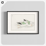 1-67_Pictorial-Monograph-of-Birds_blk