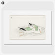 1-67_Pictorial-Monograph-of-Birds_picture