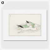 1-67_Pictorial-Monograph-of-Birds_picture
